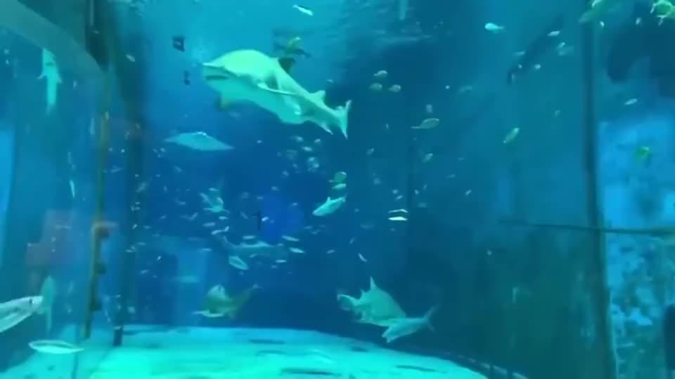竞技宝登录